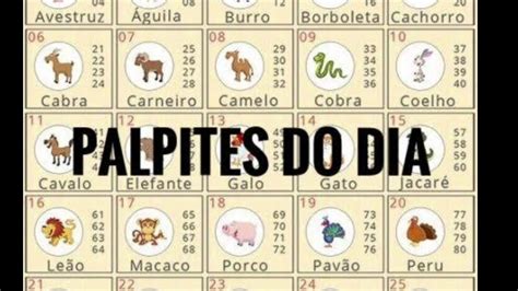 palpite do jogo do bicho para hoje corujinha